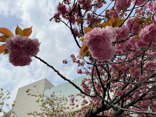 花のまわりみち-八重桜イン広島-のクチコミ写真2