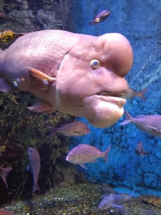 新潟市水族館 マリンピア日本海のクチコミ写真9
