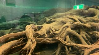 魚津埋没林博物館のクチコミ写真2
