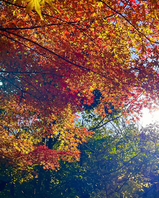 野宮神社のクチコミ写真3