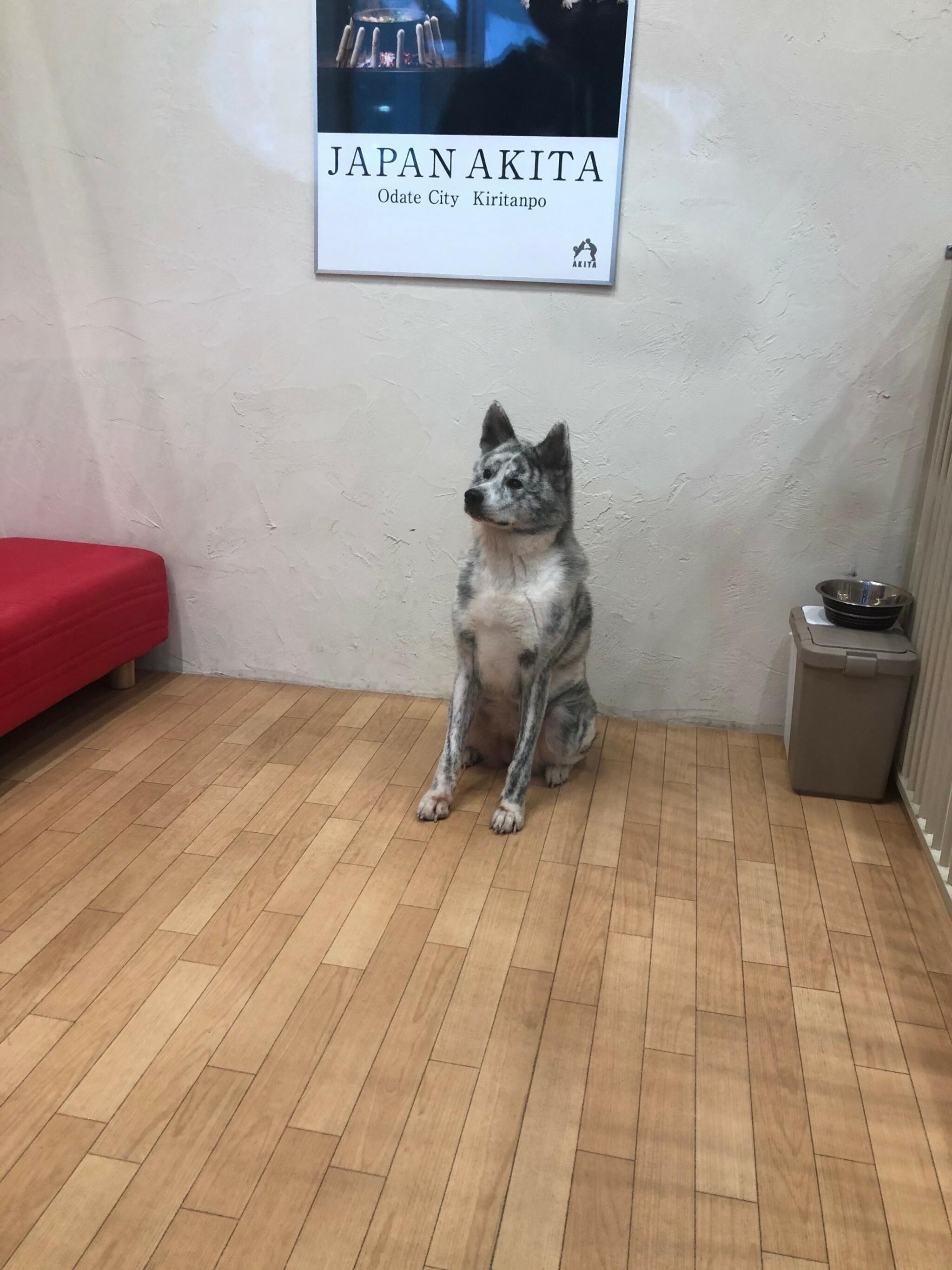 秋田犬ステーションの代表写真4