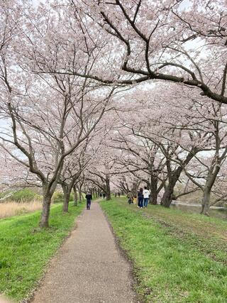 福岡堰のクチコミ写真1