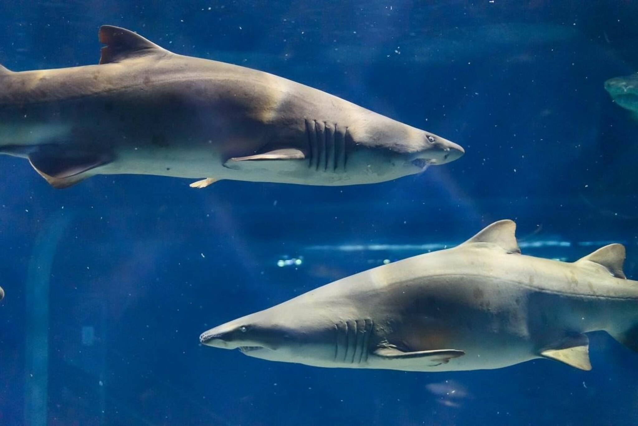 アクアワールド茨城県大洗水族館の代表写真7