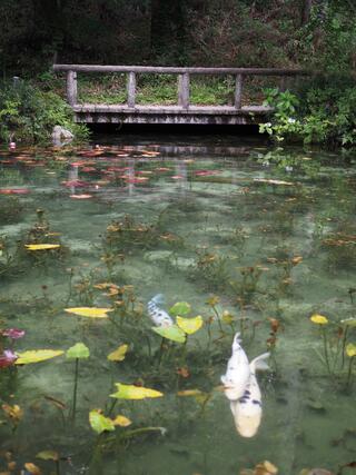 名もなき池のクチコミ写真1