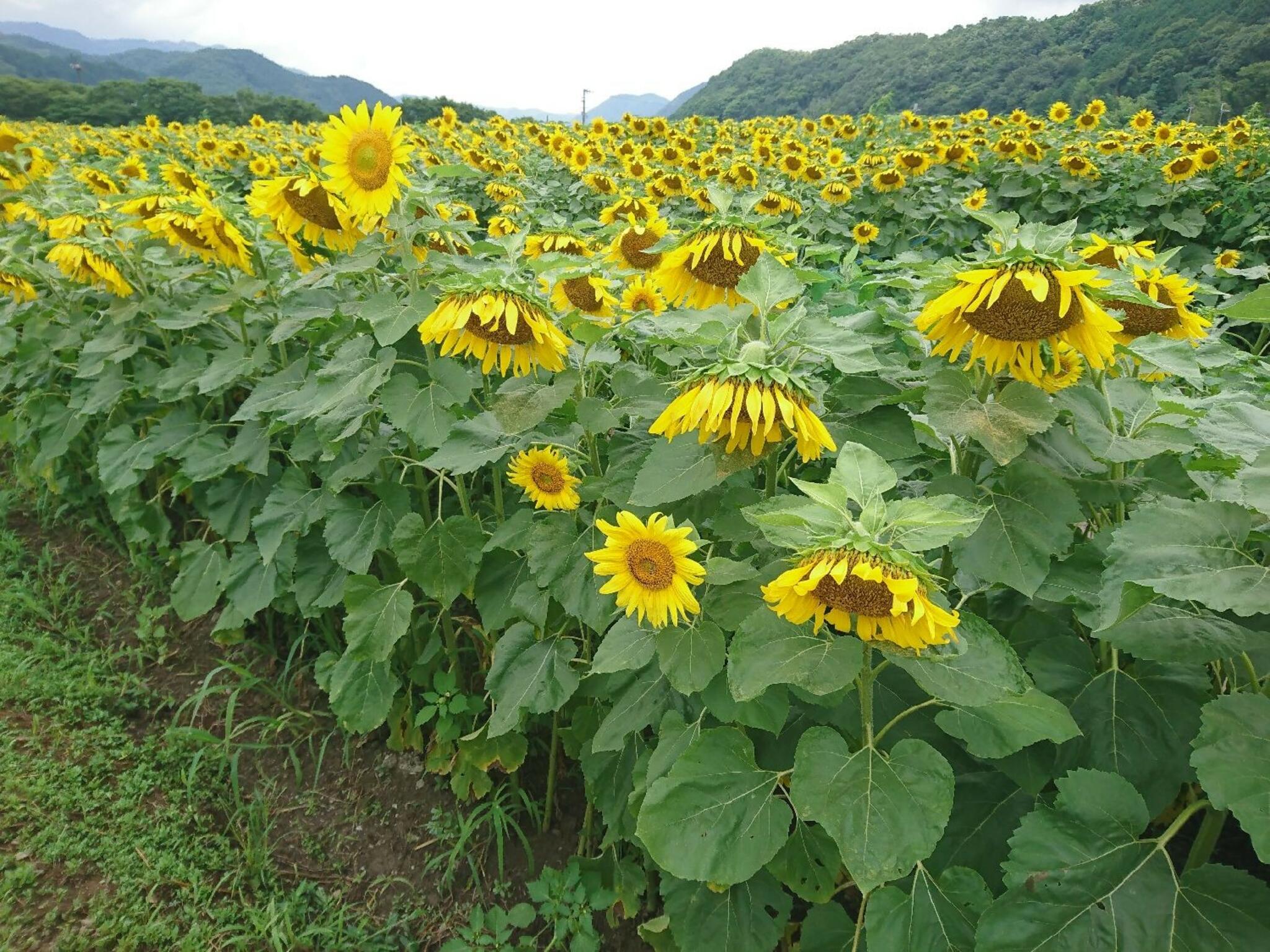 林崎 ひまわり畑の代表写真3