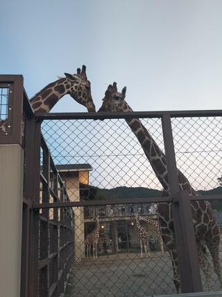 京都市動物園のクチコミ写真1