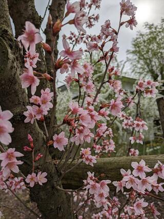 富山県花総合センターのクチコミ写真1