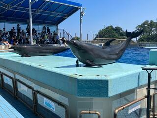 越前松島水族館のクチコミ写真7