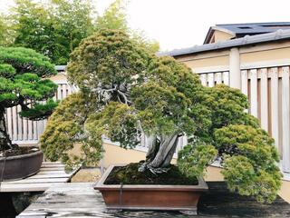 さいたま市大宮盆栽美術館のクチコミ写真5