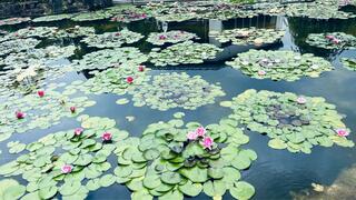 草津市立水生植物公園みずの森のクチコミ写真4