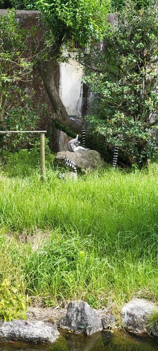 鹿児島市平川動物公園のクチコミ写真5