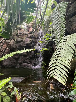 板橋区立熱帯環境植物館のクチコミ写真3