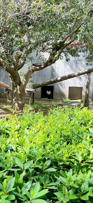 宮崎市フェニックス 自然動物園のクチコミ写真7
