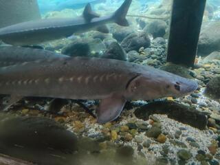 森の中の水族館。山梨県立富士湧水の里水族館のクチコミ写真2