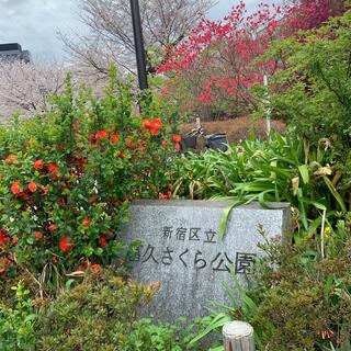 新宿区立富久さくら公園の写真24