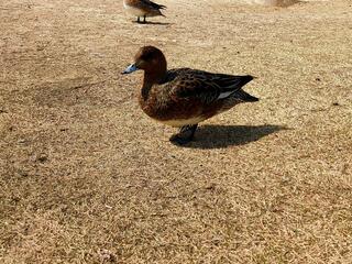 蜻蛉池公園のクチコミ写真2