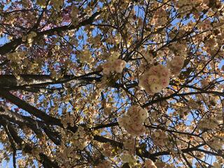 花のまわりみち-八重桜イン広島-のクチコミ写真3