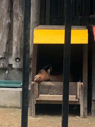 大宮公園小動物園のクチコミ写真1