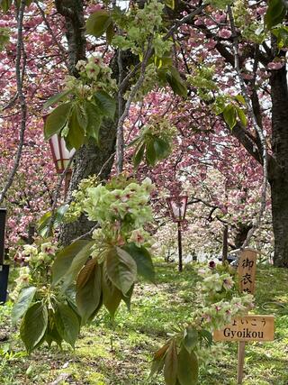 花のまわりみち-八重桜イン広島-のクチコミ写真3