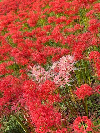 幸手権現堂桜堤のクチコミ写真6