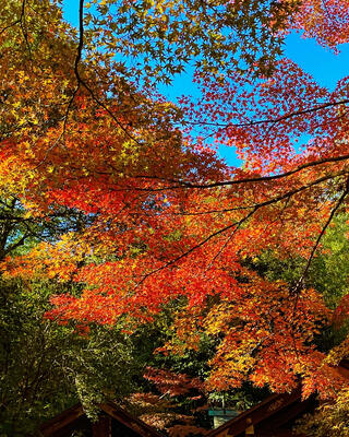 野宮神社のクチコミ写真2