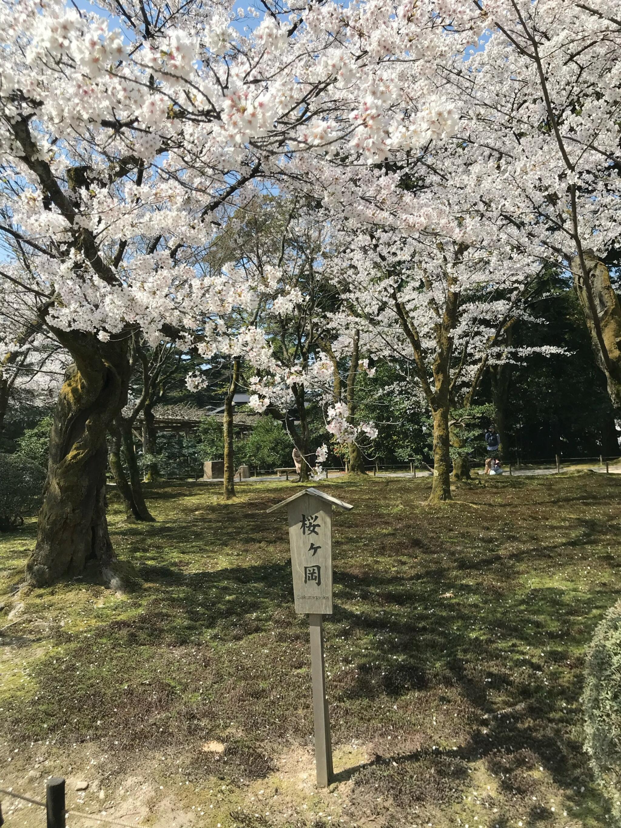 桜ヶ岡の代表写真1