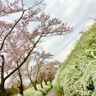 愛知県緑化センター・昭和の森の写真25