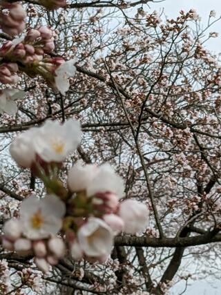 富山県花総合センターのクチコミ写真2