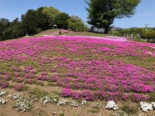 みさと芝桜公園のクチコミ写真6