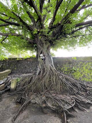 黒神埋没鳥居のクチコミ写真3