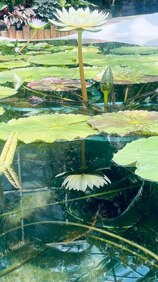 草津市立水生植物公園みずの森のクチコミ写真8