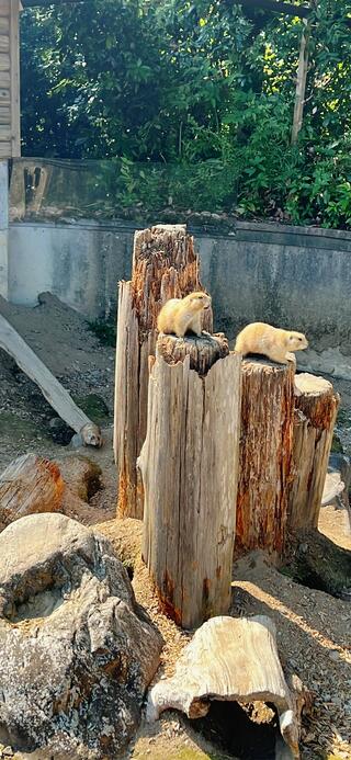 鹿児島市平川動物公園のクチコミ写真8