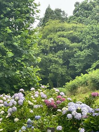 県民公園太閤山ランドのクチコミ写真1