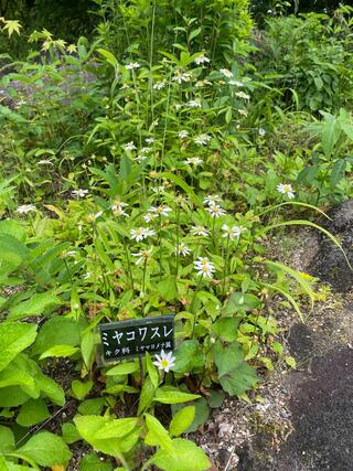 愛知県緑化センター・昭和の森のクチコミ写真7