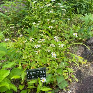 愛知県緑化センター・昭和の森の写真19