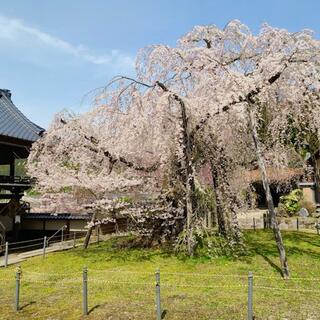 瑞龍寺のしだれ桜の写真6