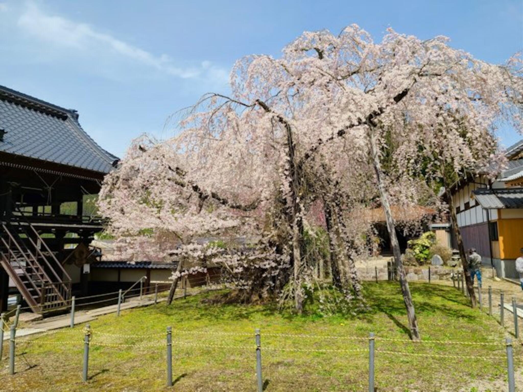 瑞龍寺のしだれ桜の代表写真6