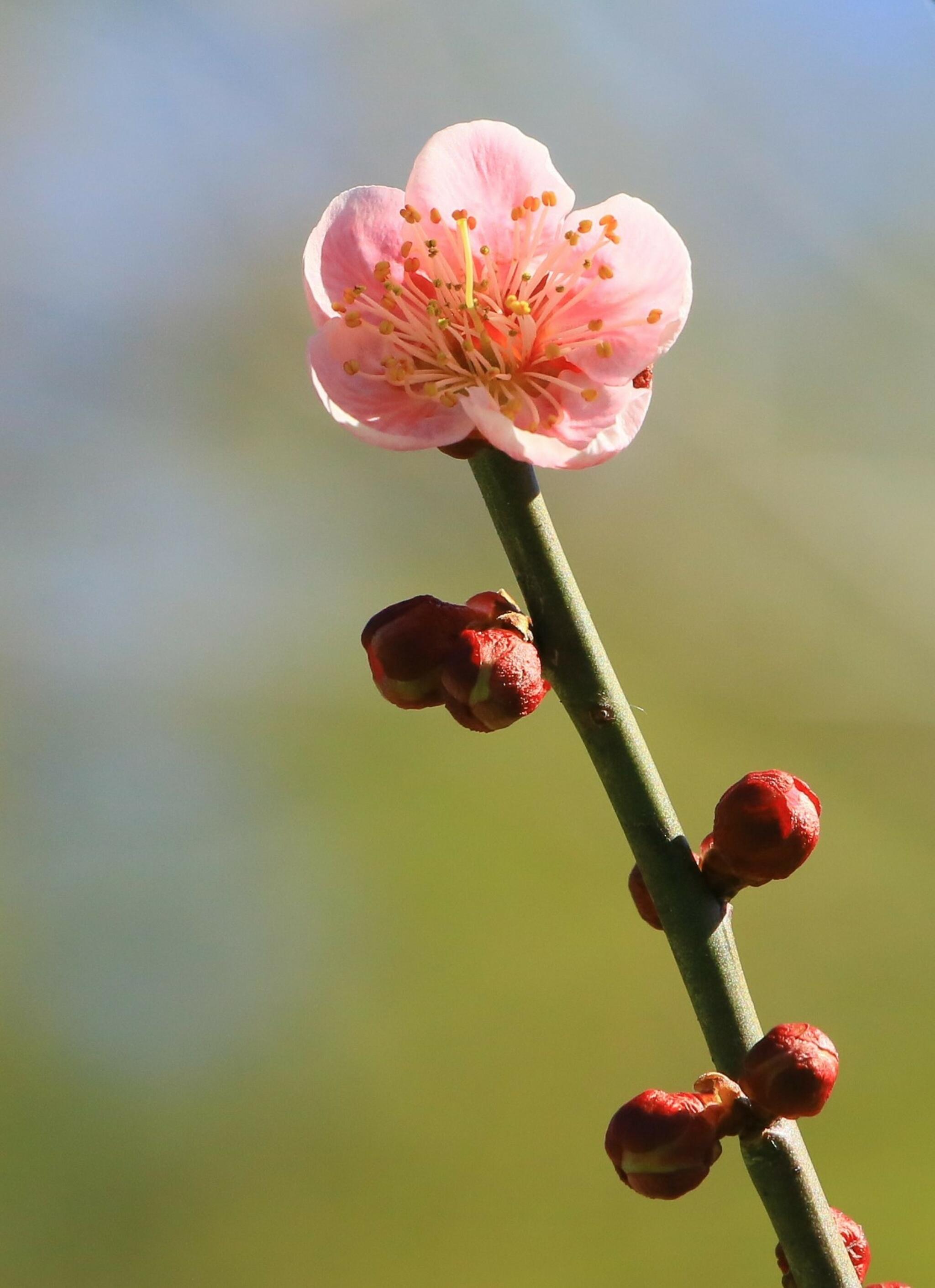 神代植物公園の代表写真3