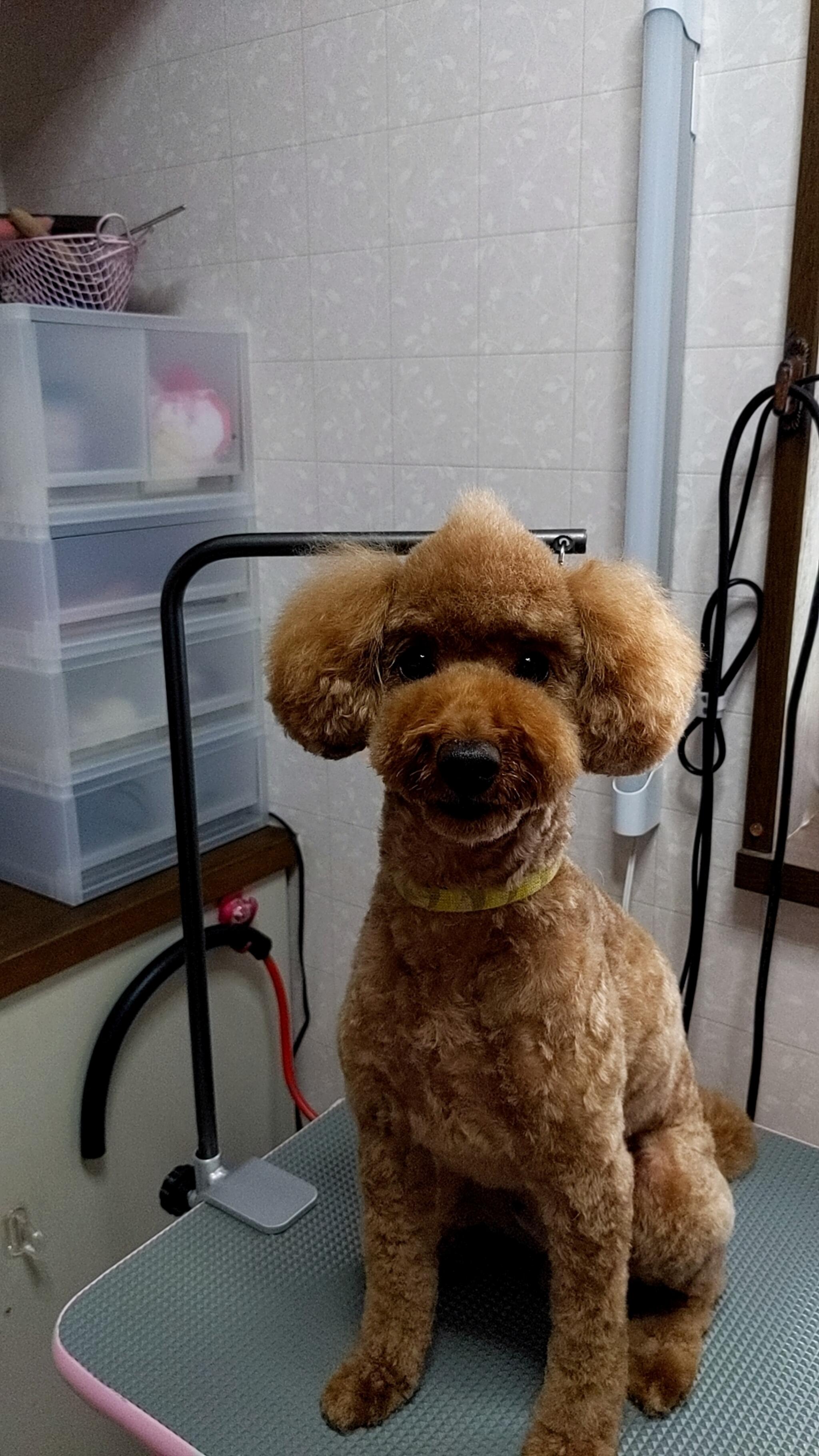 Dog　Salon　LuLuの代表写真3