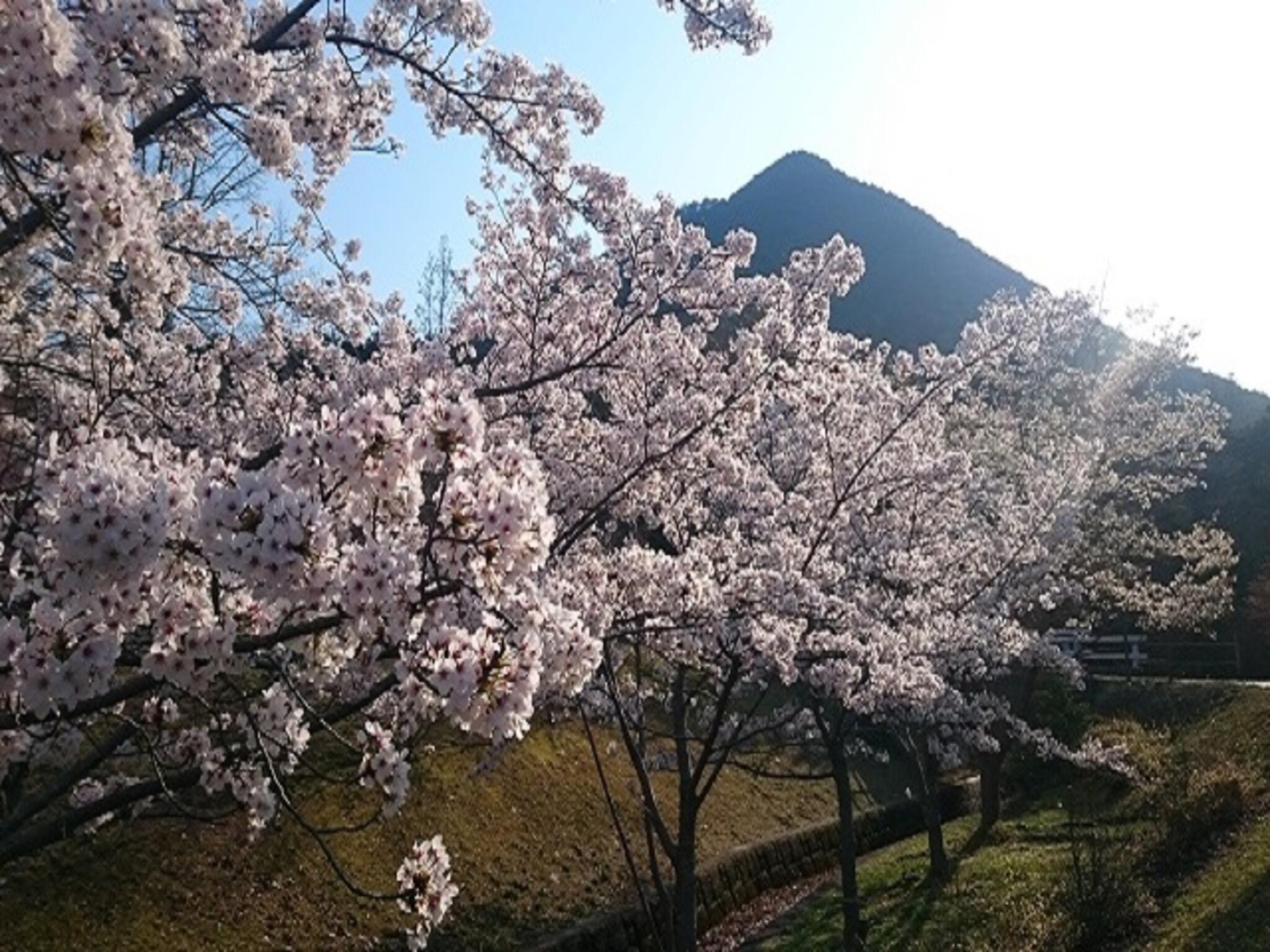 滋賀県立近江富士花緑公園の代表写真7