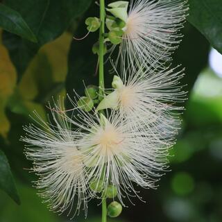 神代植物公園の写真10