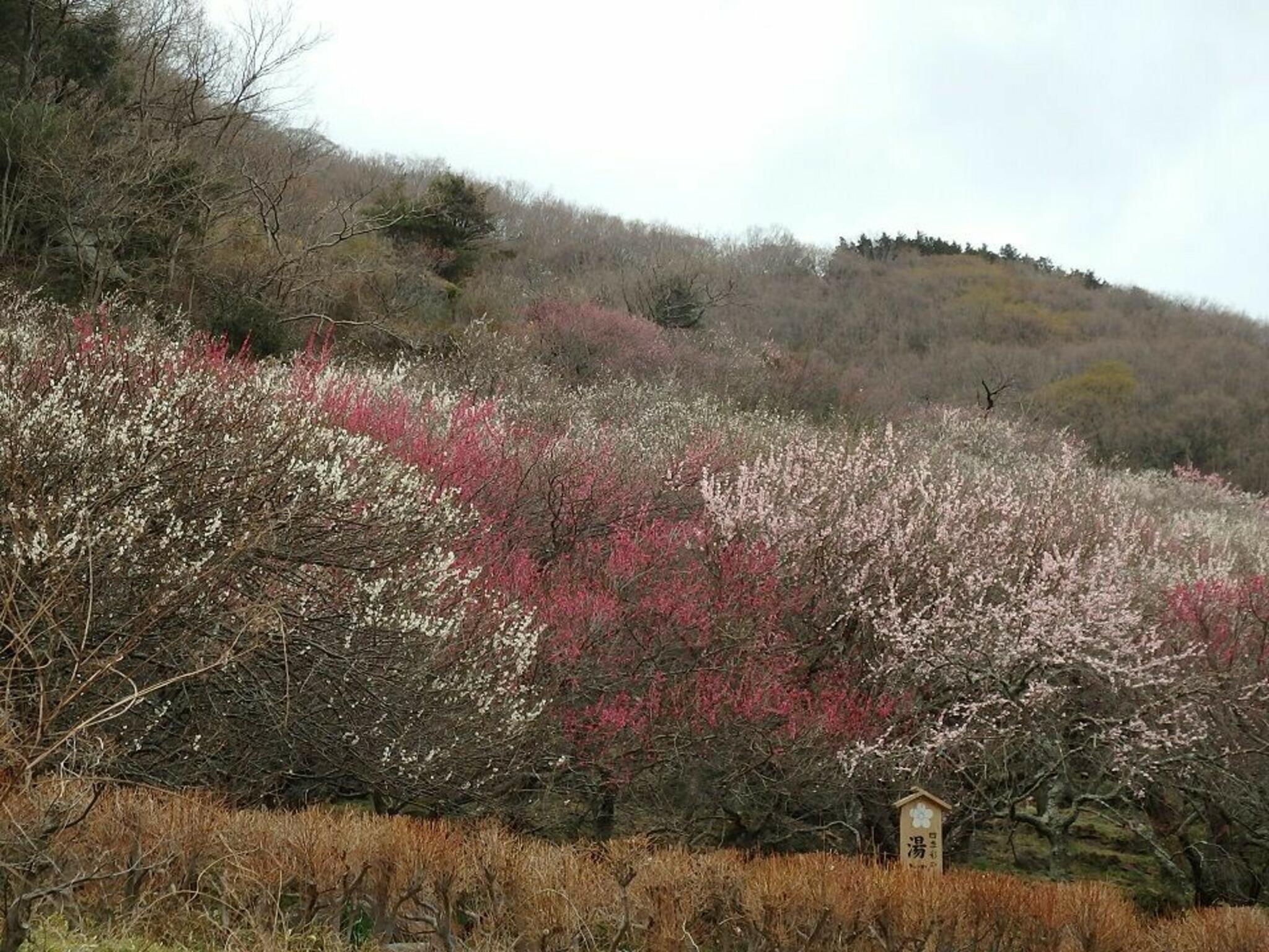 幕山公園の代表写真4