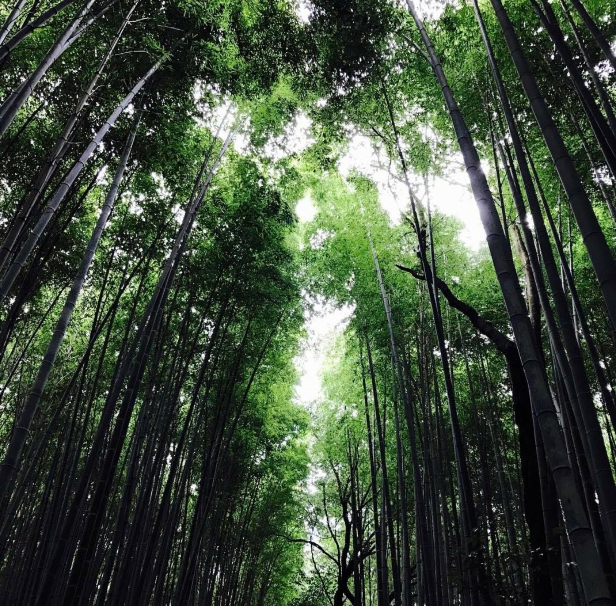 京都市洛西竹林公園の代表写真7
