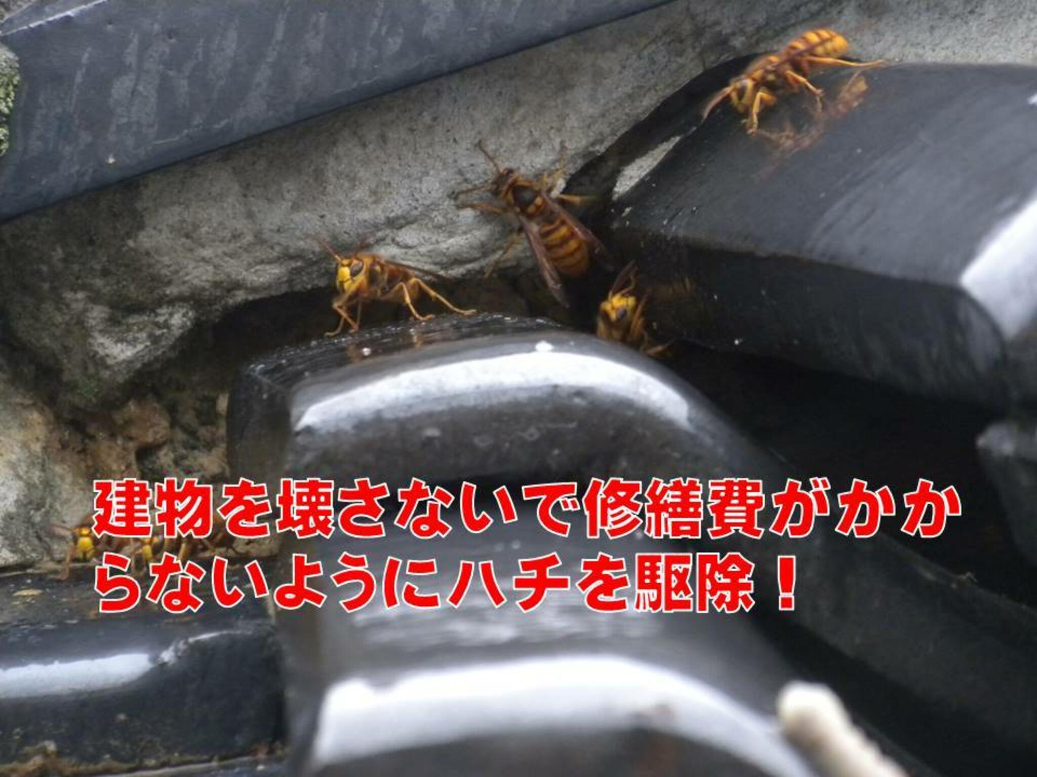 スズメバチ駆除のルイワンの代表写真3