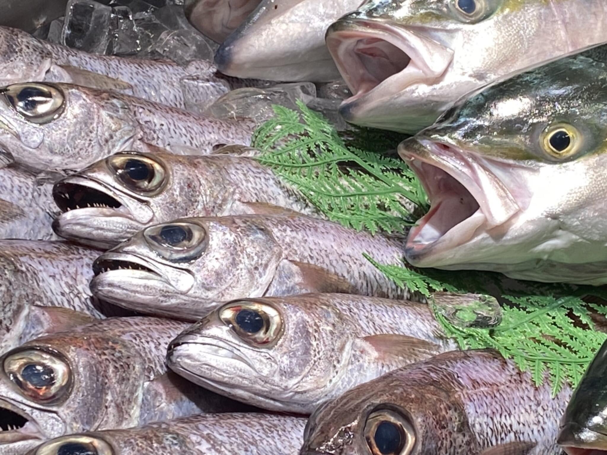 魚太郎 可児店　海鮮市場の代表写真6