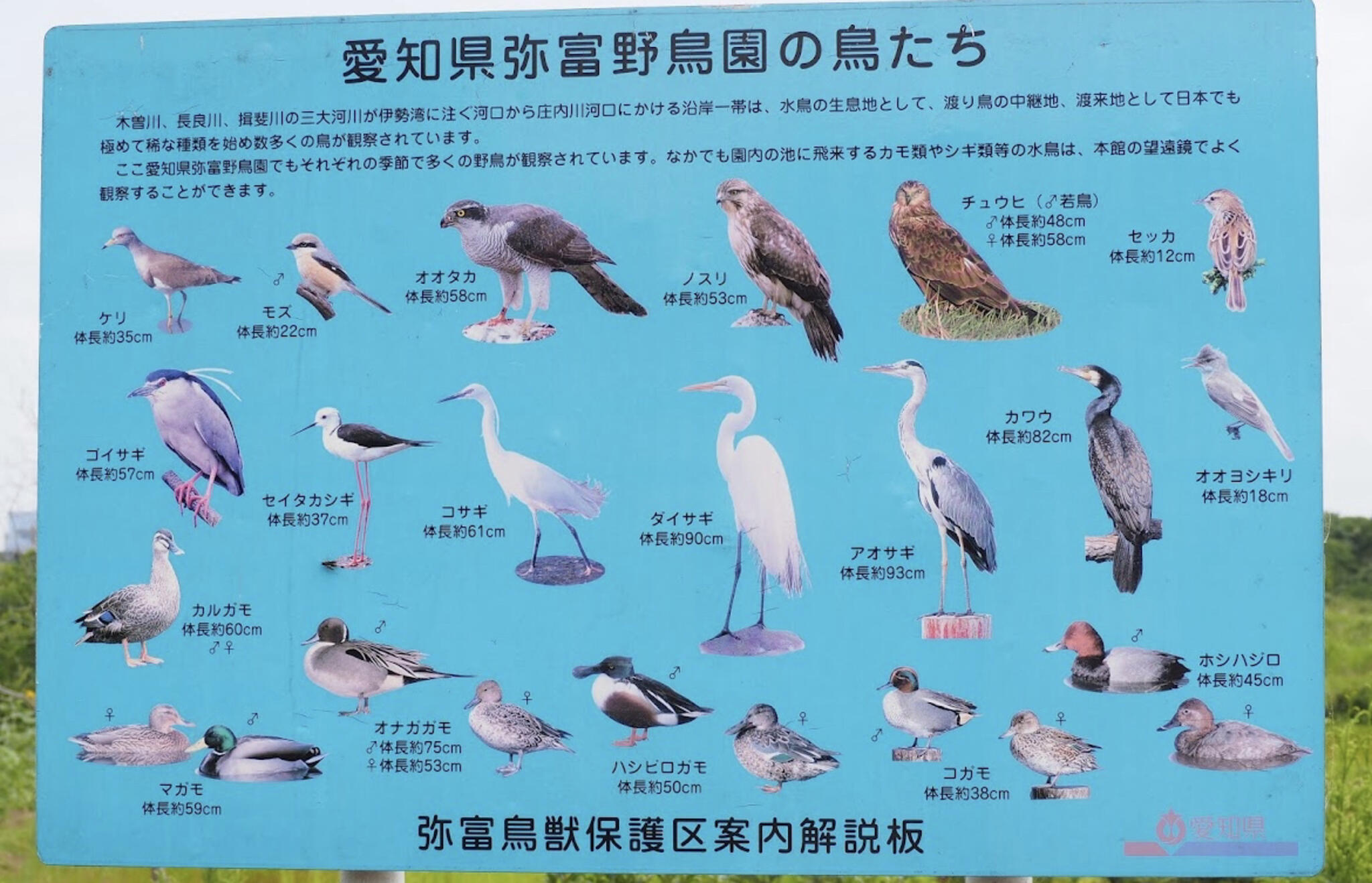 弥富野鳥園の代表写真8