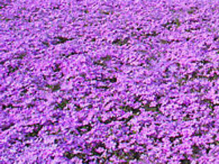 花のじゅうたんのクチコミ写真1