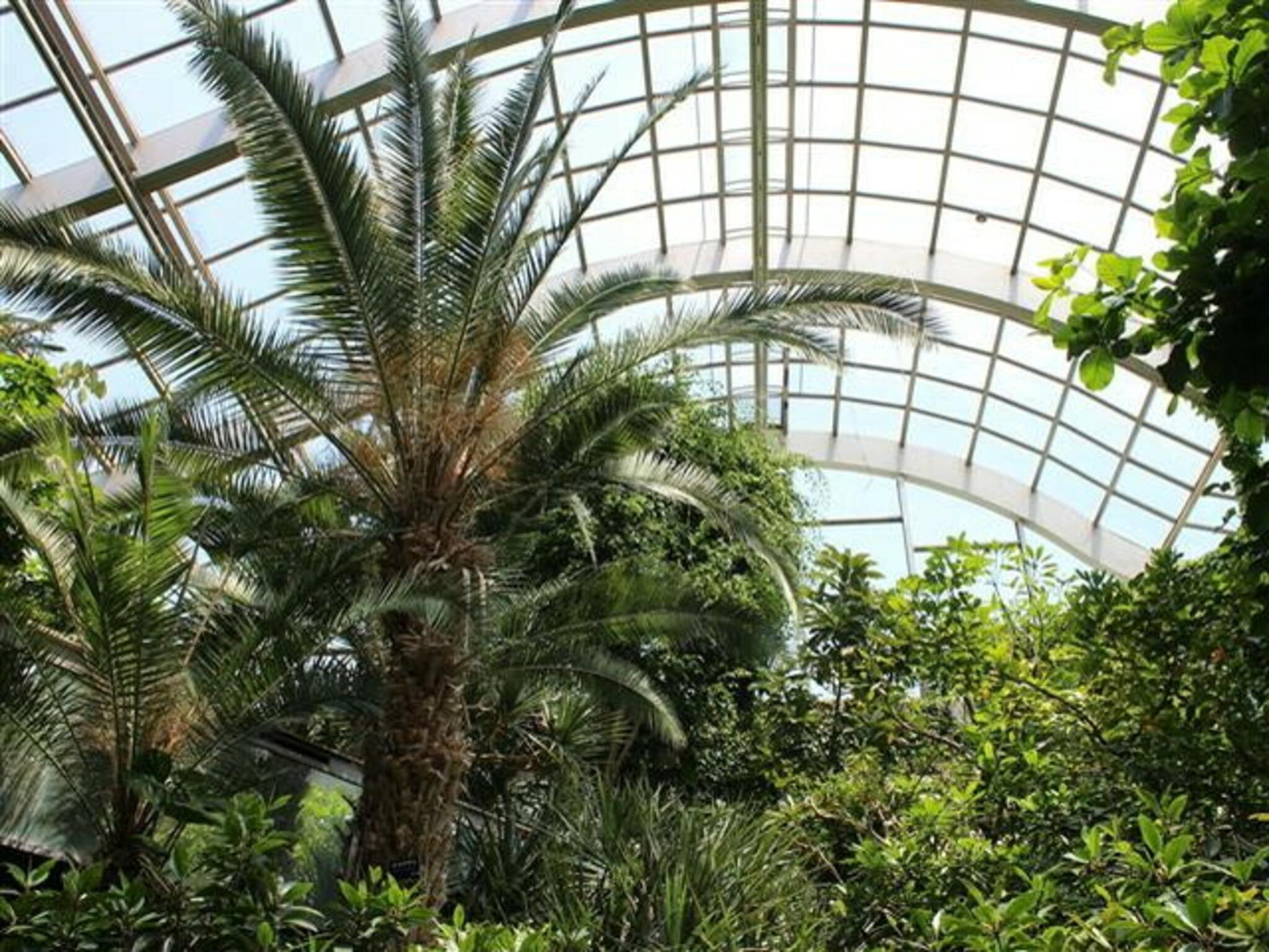 板橋区立熱帯環境植物館の代表写真3