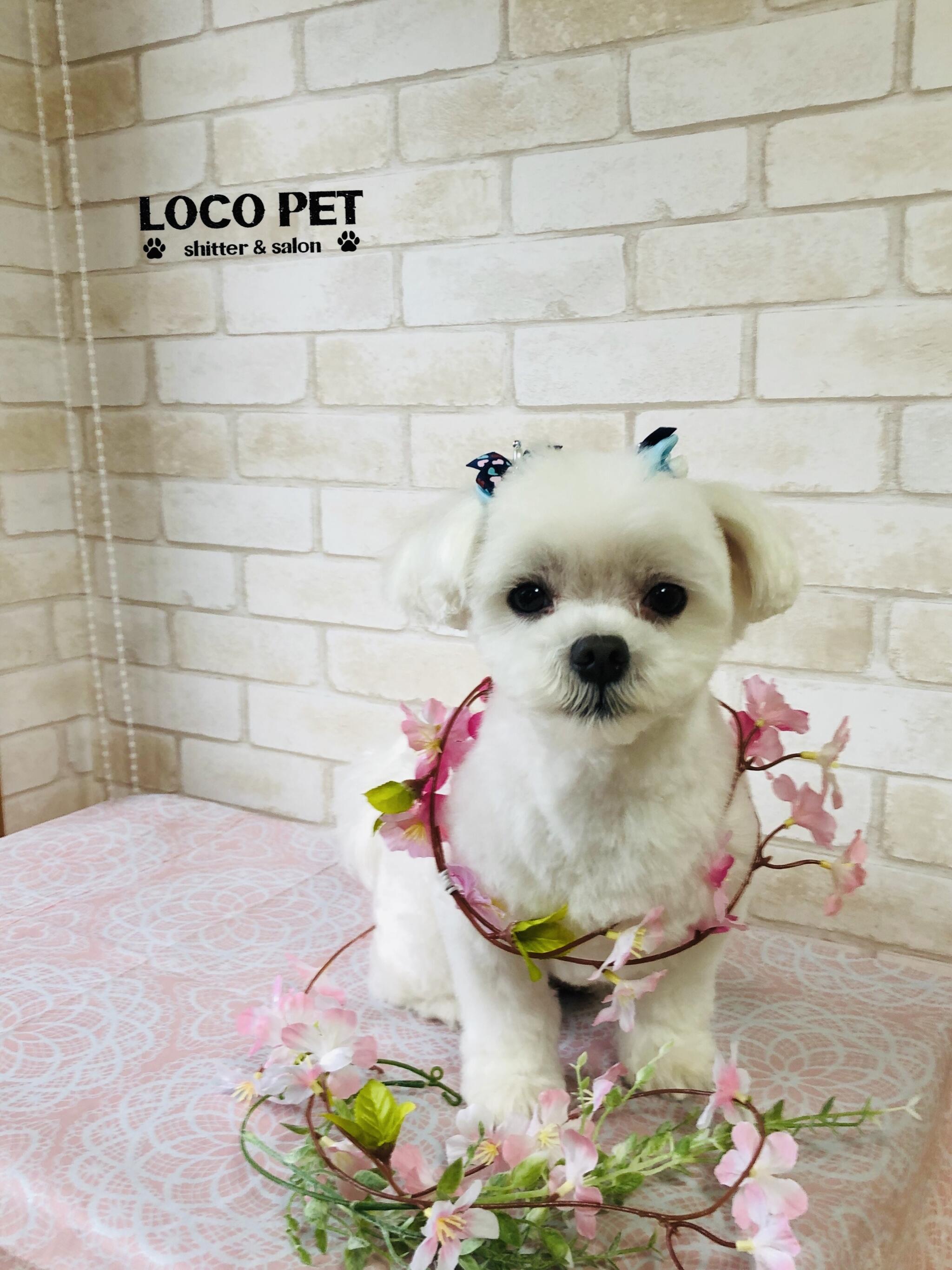 LOCO PET sitter＆salonの代表写真4