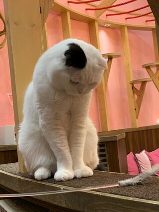 猫カフェ MOCHA イオンモール大日店のクチコミ写真1